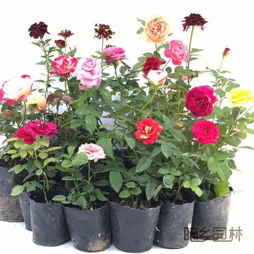 合肥花卉租摆-月季花