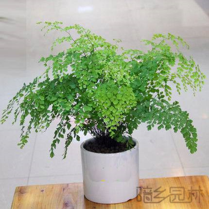 合肥绿植租赁-铁线蕨