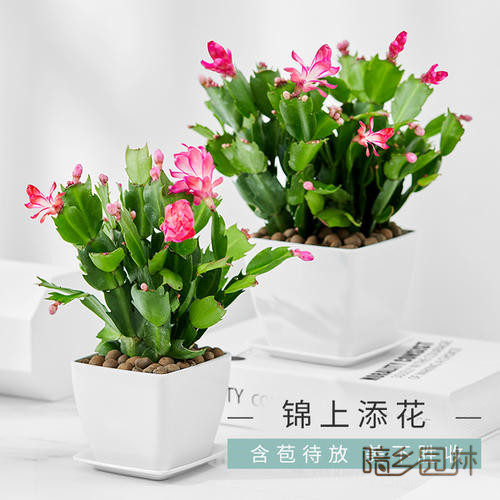 合肥花卉租摆-蟹爪兰