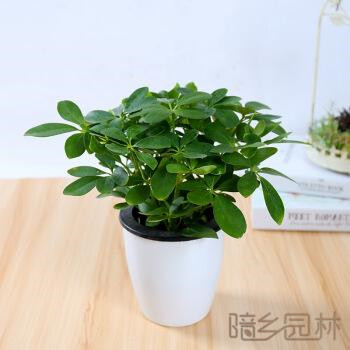 合肥绿植租赁-鸭脚木