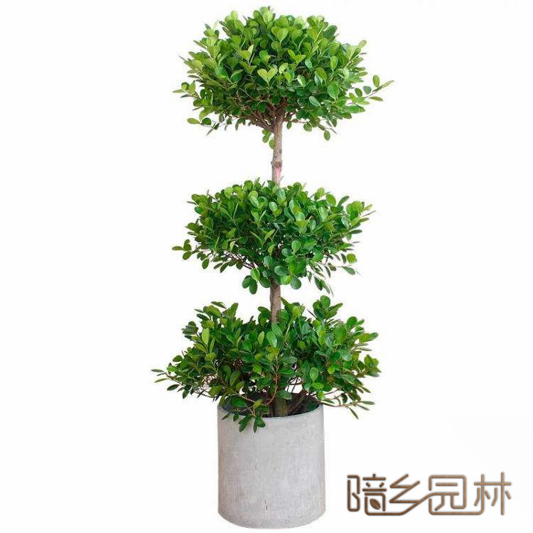 合肥绿植租赁-摇钱树