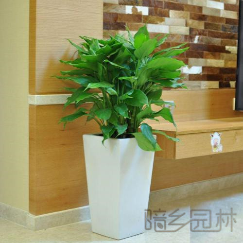 合肥绿植租赁 -万年青