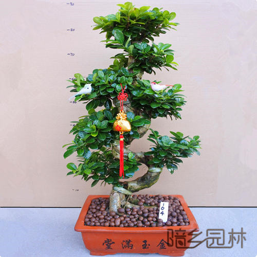合肥绿植租赁-摇钱树盆景