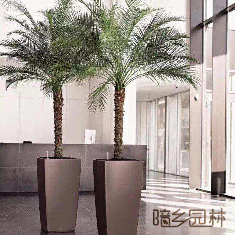 合肥绿植租赁-针葵