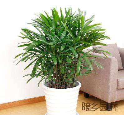 合肥绿植租赁-棕竹