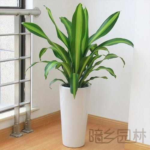 合肥绿植租赁-也门铁