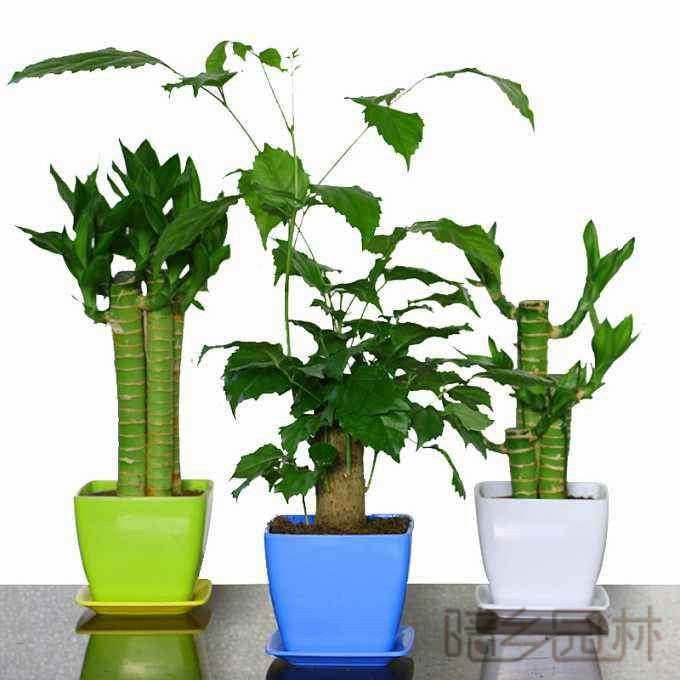 合肥绿植租赁-富贵竹