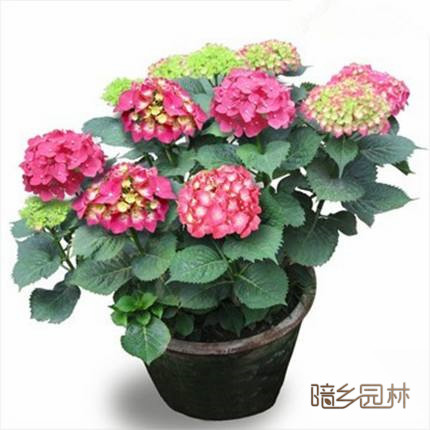 合肥花卉租摆-绣球花