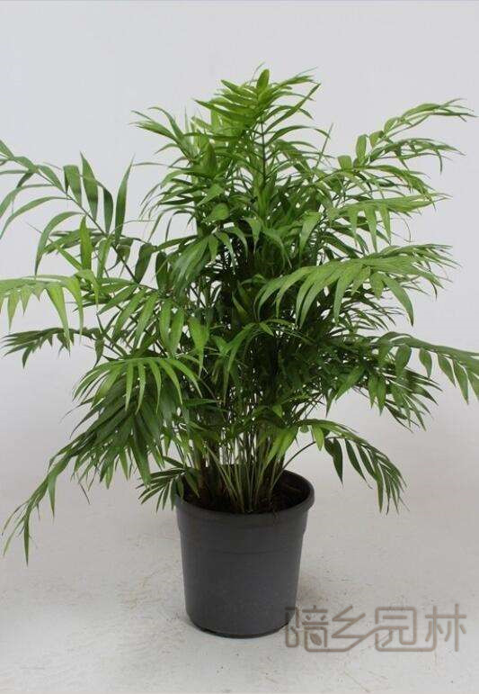 合肥绿植租赁-袖珍椰子
